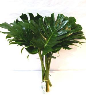 FEUIL. MONSTERA DELICIOSA 50CM 10T